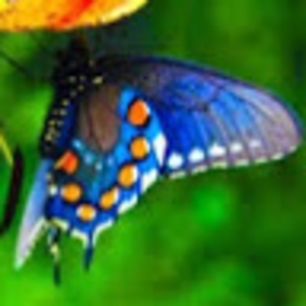 Meet your Posher, Carrie